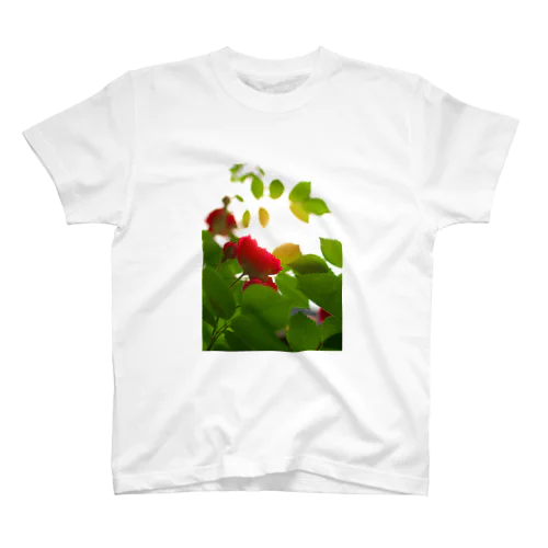 バラ　薔薇　rose DATA_P_117 スタンダードTシャツ