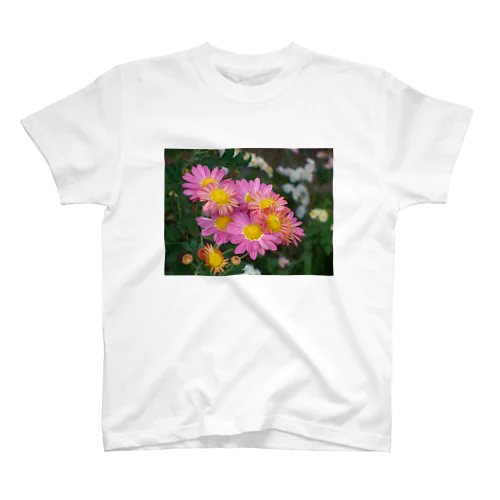 菊が咲く　DATA_P_142 スタンダードTシャツ