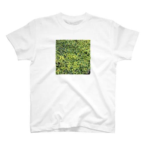 green Regular Fit T-Shirt