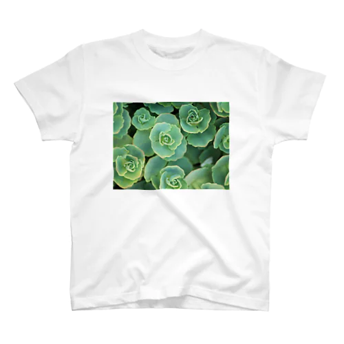 多肉植物 スタンダードTシャツ