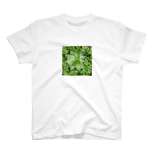 多肉植物　ハオルチア スタンダードTシャツ