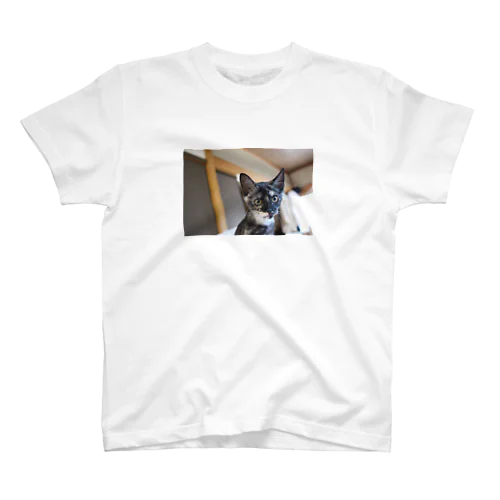 こむぎって名前の子猫。 スタンダードTシャツ