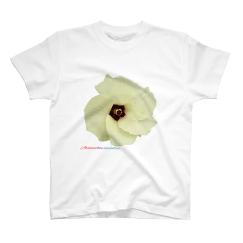 Okra (Abelmoschus esculentus) flower スタンダードTシャツ