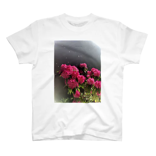 ROSEBAY Regular Fit T-Shirt