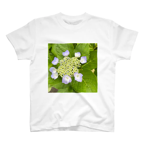 咲きはじめの紫陽花 スタンダードTシャツ