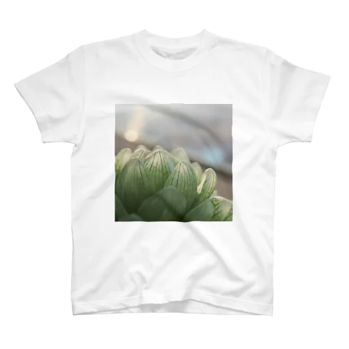 ハオルチア　多肉　多肉植物 スタンダードTシャツ