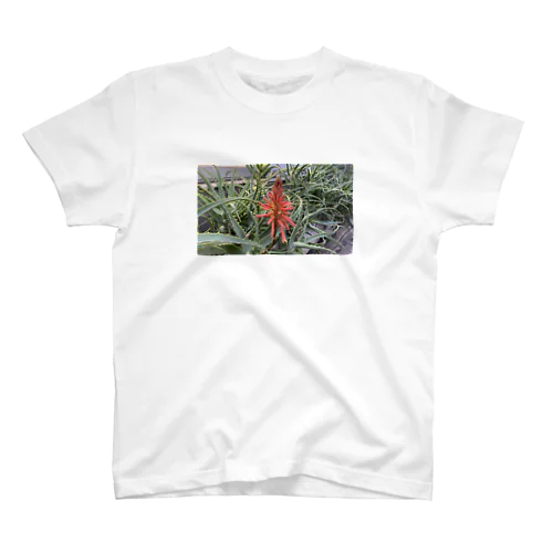 アロエの花 スタンダードTシャツ