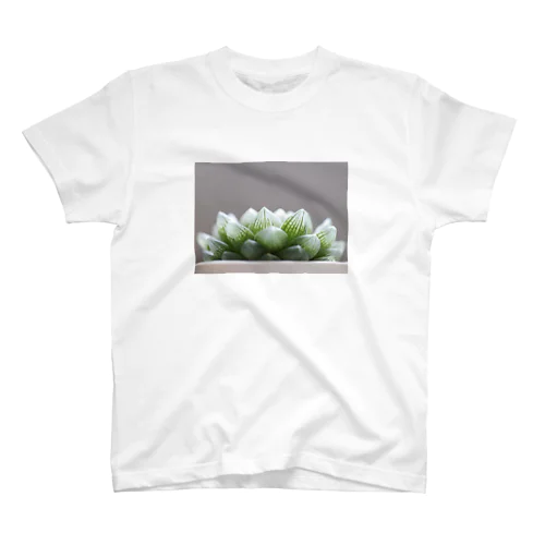 ハオルチア　多肉植物 スタンダードTシャツ