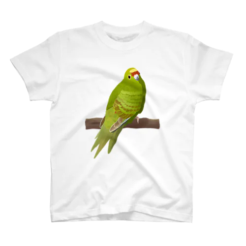 キガシラアオハシインコ(前面プリント) スタンダードTシャツ