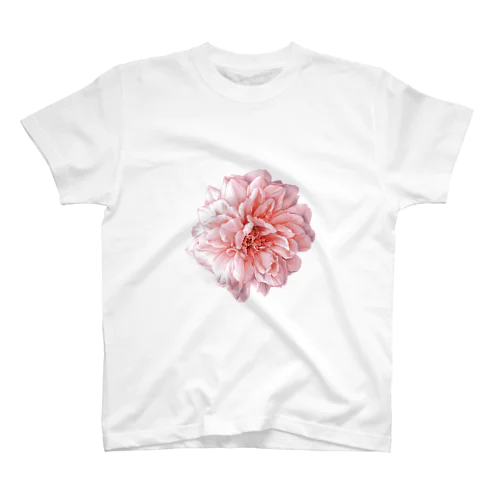 薔薇/Pink Rose スタンダードTシャツ