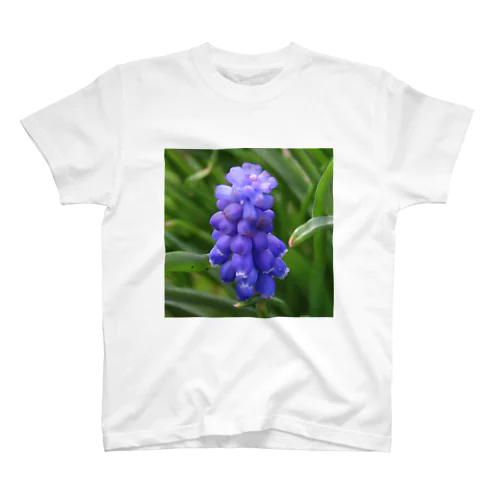 Muscari botryoides(1:1) スタンダードTシャツ