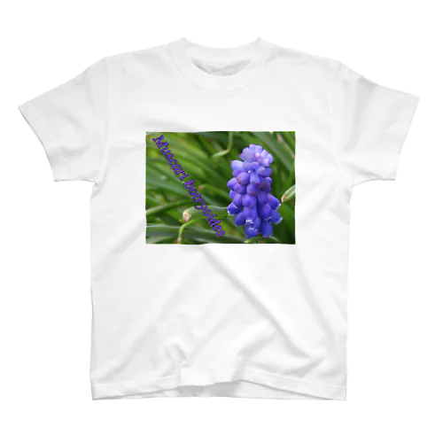 Muscari botryoides(4:3) スタンダードTシャツ