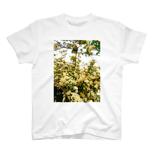 木香薔薇（モッコウバラ） スタンダードTシャツ