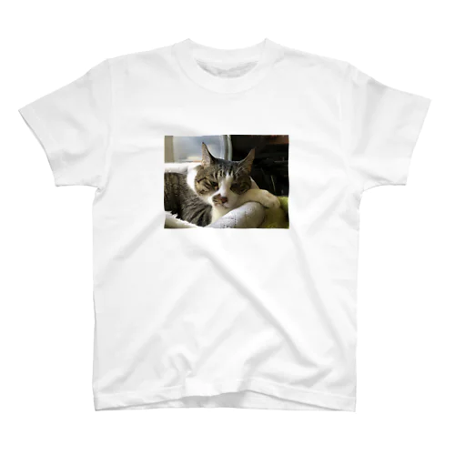 不機嫌猫ちゃん Regular Fit T-Shirt
