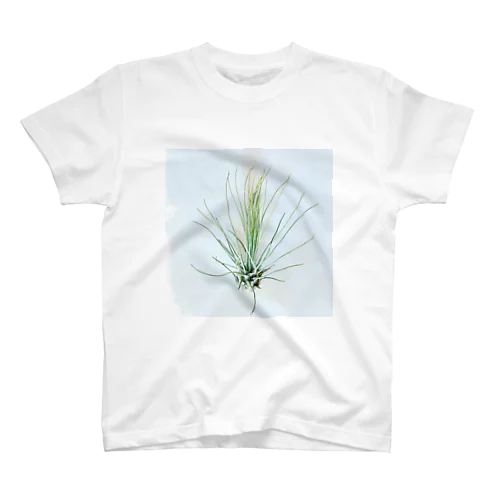 Tillandsia スタンダードTシャツ