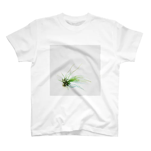 Tillandsia スタンダードTシャツ