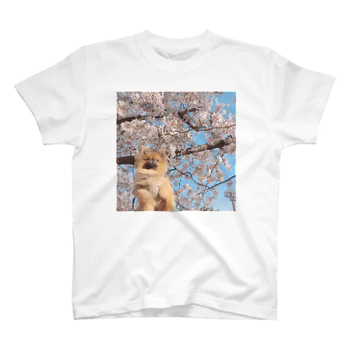 イケタニ クロ　桜 スタンダードTシャツ