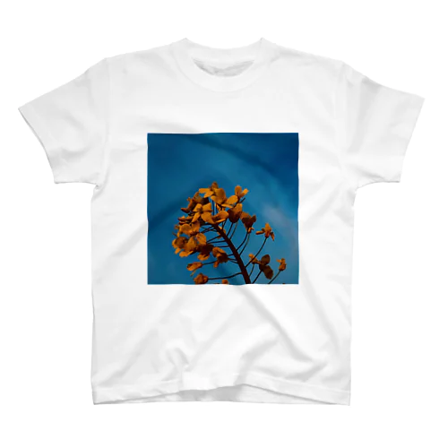 Rape flower 4 スタンダードTシャツ