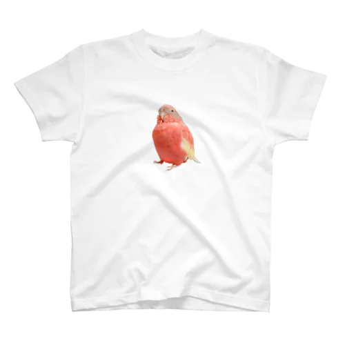 アキクサインコのチャム（実写うふ顔） スタンダードTシャツ