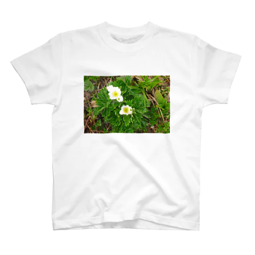 植物図鑑 ハクサンイチゲ② Regular Fit T-Shirt