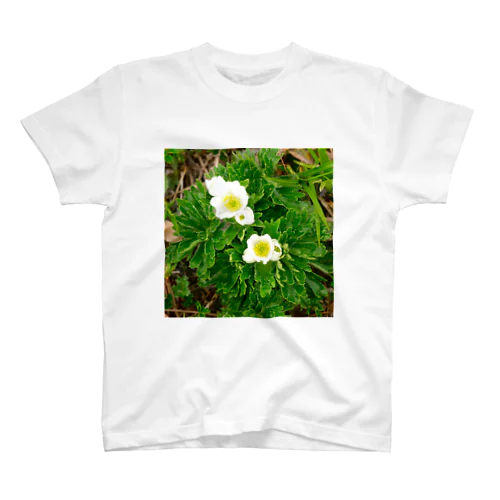 植物図鑑 ハクサンイチゲ スタンダードTシャツ