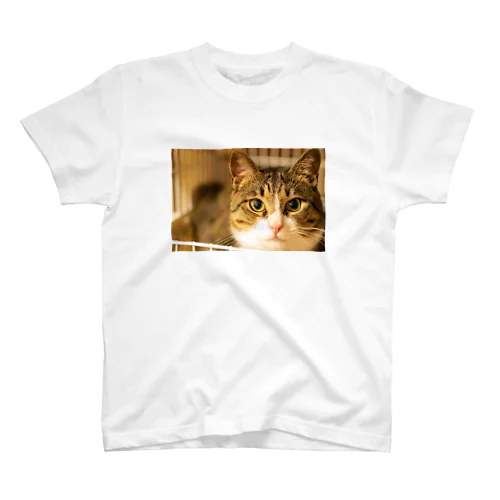 猫ちゃん Regular Fit T-Shirt