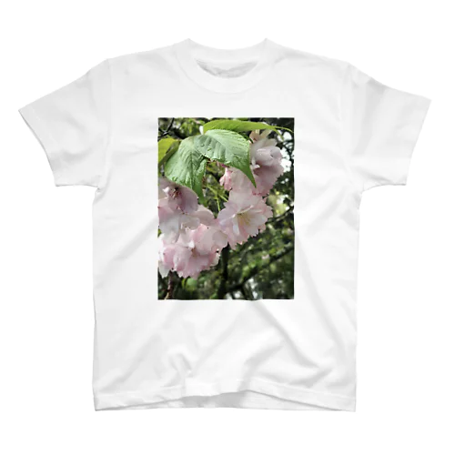 朝露の八重桜 スタンダードTシャツ