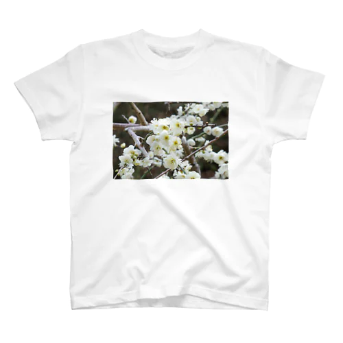 早春の白梅　Japanese apricot flower in February スタンダードTシャツ