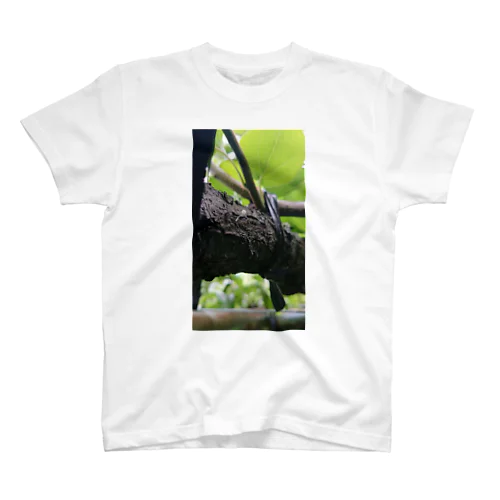 梨の木に生えた白いきのこ スタンダードTシャツ