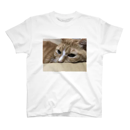 段ボールと猫 スタンダードTシャツ