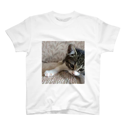 こねこのパル～南の島のにゃんこ～ スタンダードTシャツ