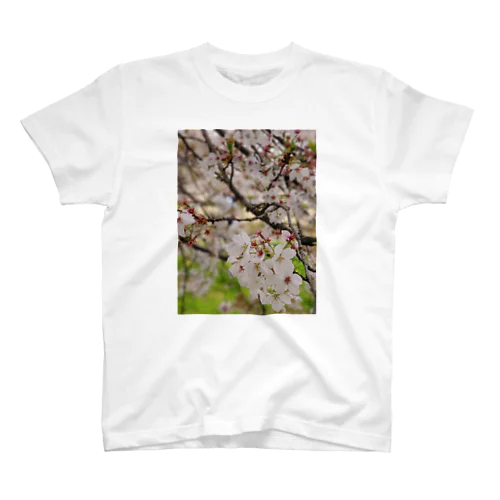 きれいな桜 スタンダードTシャツ