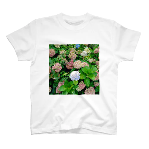 紫陽花 スタンダードTシャツ