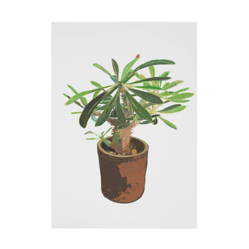 Pachypodium densiflorum Stickable Poster