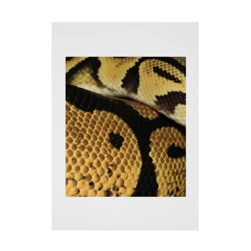 Real colorful snake skin Nr. 7,  本物 の カラフルな ヘビ 皮 No. 7,  7番 吸着ポスター
