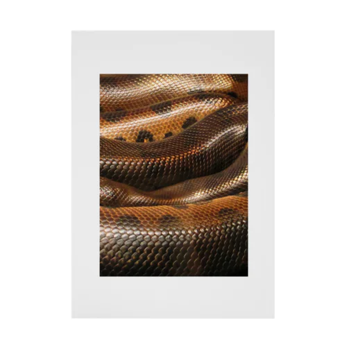 Real colorful snake skin Nr. 10,  本物 の カラフルな ヘビ 皮 No. 10 ,  10番 Stickable Poster