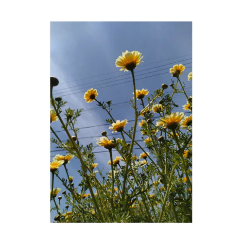 黄色い春菊の花 Stickable Poster