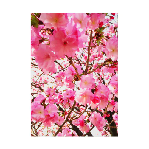 桜を待つ 吸着ポスター