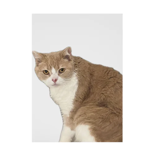 マシロくん猫グッズ Stickable Poster