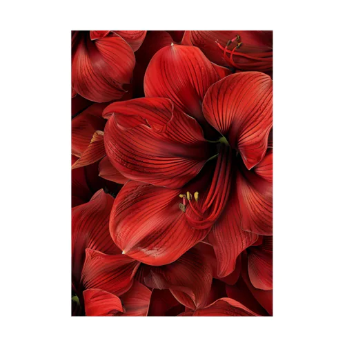 アマリリス　真っ赤な綺麗な花 Stickable Poster