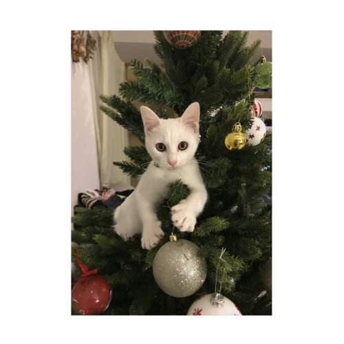 末っ子☆*シオのXmas Stickable Poster