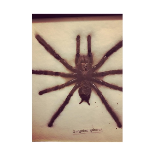クロイスパイダーマン Stickable Poster