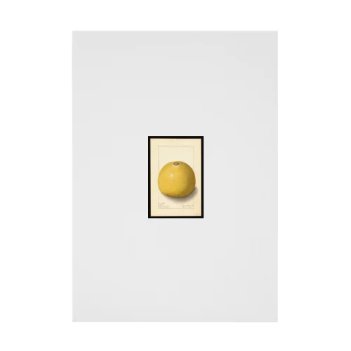 Aegle marmelos  Stickable Poster