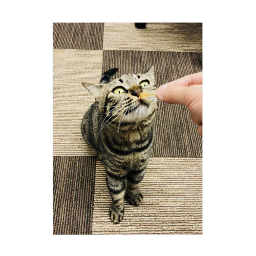 保護猫こーりんのヤムヤム 吸着ポスター