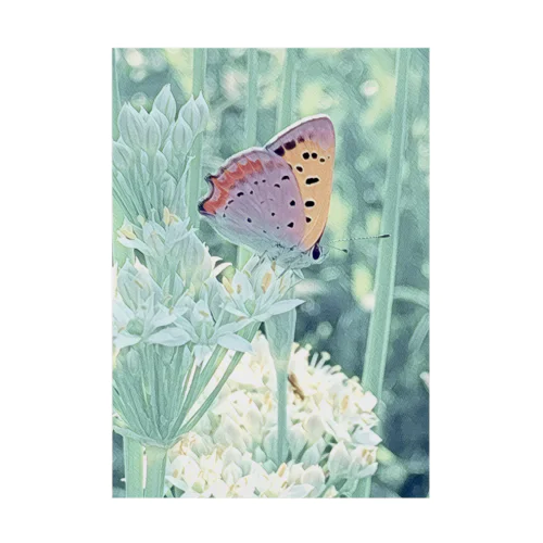 ベニシジミとニラの花 Stickable Poster