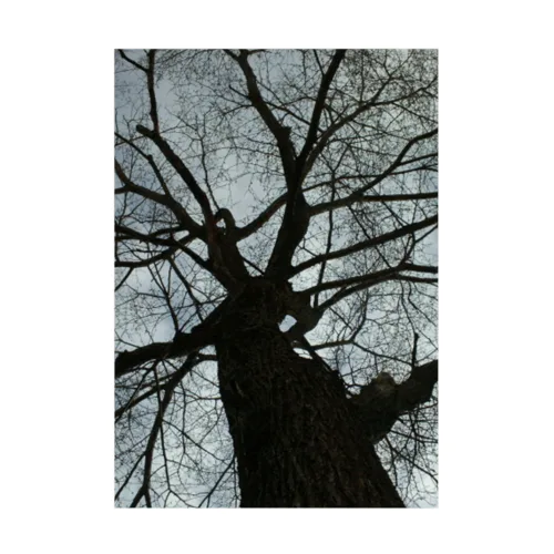 201805051602001　春の樹木 Stickable Poster