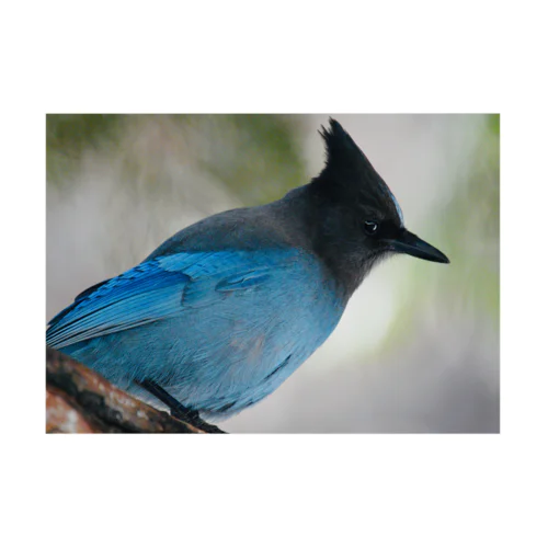 ヨセミテの青い鳥 吸着ポスター