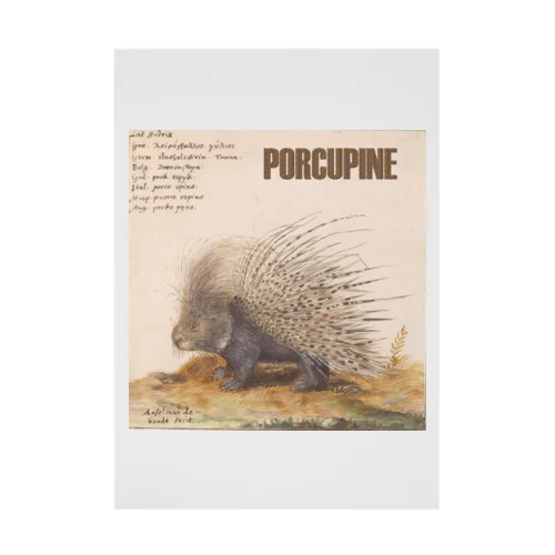 PORCUPINE　ヤマアラシ Stickable Poster