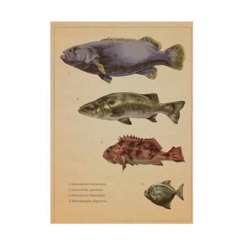 魚類画帳 Stickable Poster