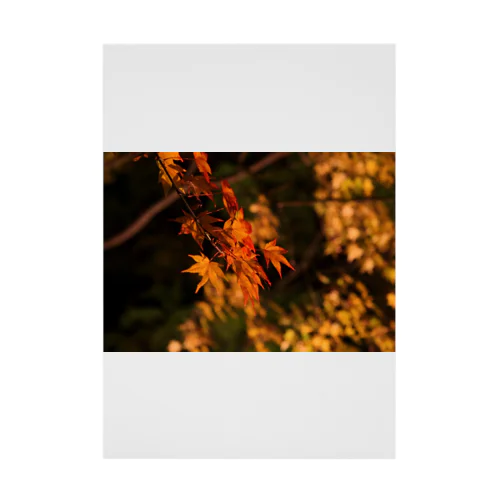 ライトアップ紅葉 - Japanese maple(night shot) - 吸着ポスター